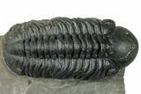 Prone Reedops Trilobite - Atchana, Morocco #323692-1